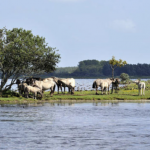 Schermafbeelding 2019-08-16 om 17.23.30