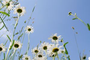Zomerfoto