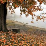 Autumn-3144379 1280