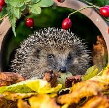 Herfst