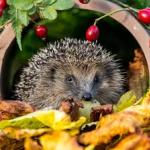 Herfst