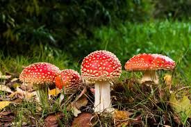 Herfst 1