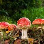 Herfst 1