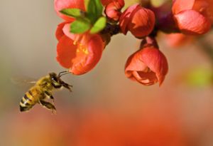 Pollinationn