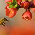 Pollinationn