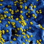 Corona virus