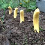 Bananenplanten